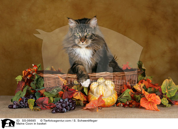 Maine Coon in Krbchen / Maine Coon in basket / SS-06685