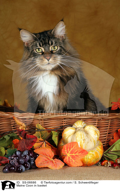 Maine Coon in Krbchen / Maine Coon in basket / SS-06686