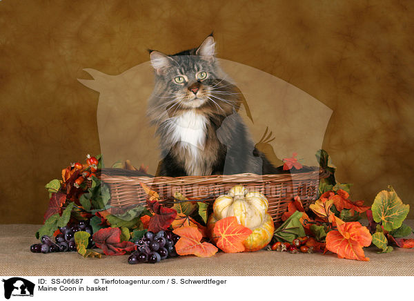 Maine Coon in Krbchen / Maine Coon in basket / SS-06687