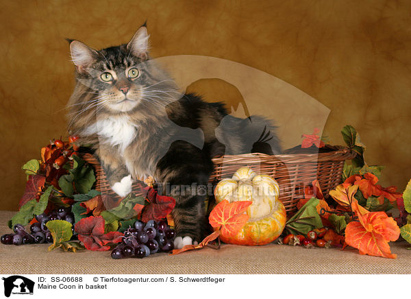 Maine Coon in Krbchen / Maine Coon in basket / SS-06688