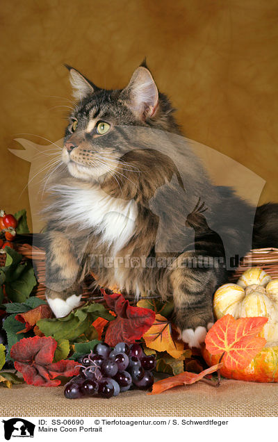 Maine Coon Portrait / Maine Coon Portrait / SS-06690