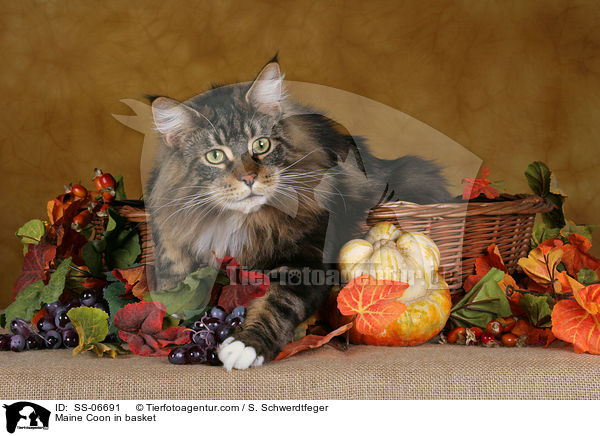 Maine Coon in Krbchen / Maine Coon in basket / SS-06691