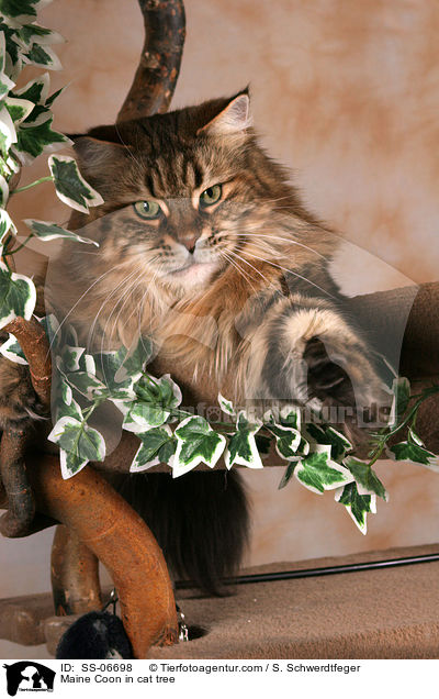 Maine Coon im Kratzbaum / Maine Coon in cat tree / SS-06698