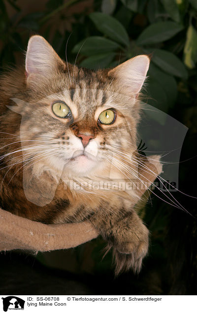 liegende Maine Coon / lying Maine Coon / SS-06708