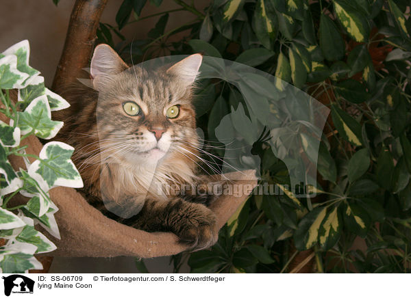 liegende Maine Coon / lying Maine Coon / SS-06709