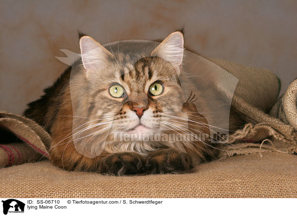 liegende Maine Coon / lying Maine Coon / SS-06710