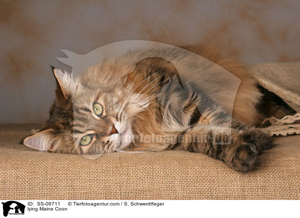 liegende Maine Coon / lying Maine Coon / SS-06711