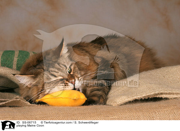spielende Maine Coon / playing Maine Coon / SS-06715