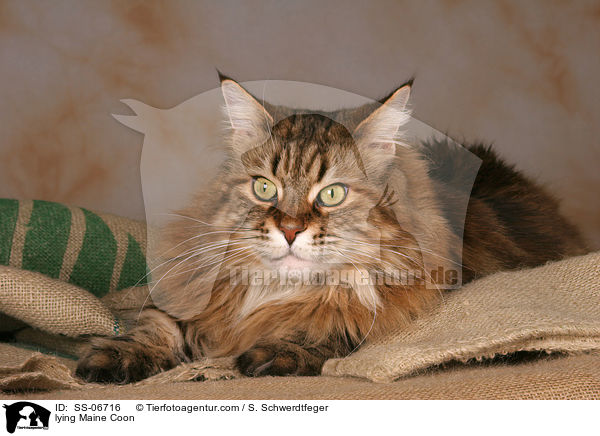 liegende Maine Coon / lying Maine Coon / SS-06716