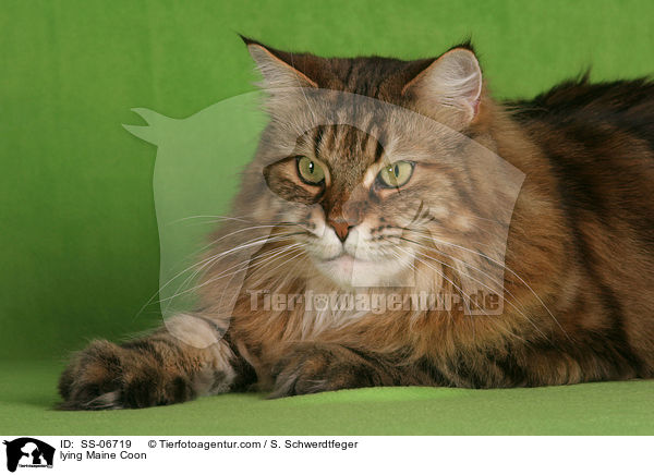 liegende Maine Coon / lying Maine Coon / SS-06719