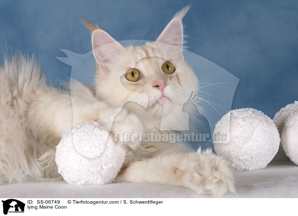 liegende Maine Coon / lying Maine Coon / SS-06749
