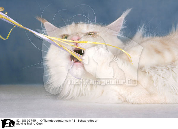 spielende Maine Coon / playing Maine Coon / SS-06755