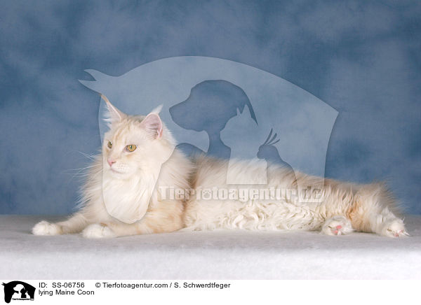 liegende Maine Coon / lying Maine Coon / SS-06756