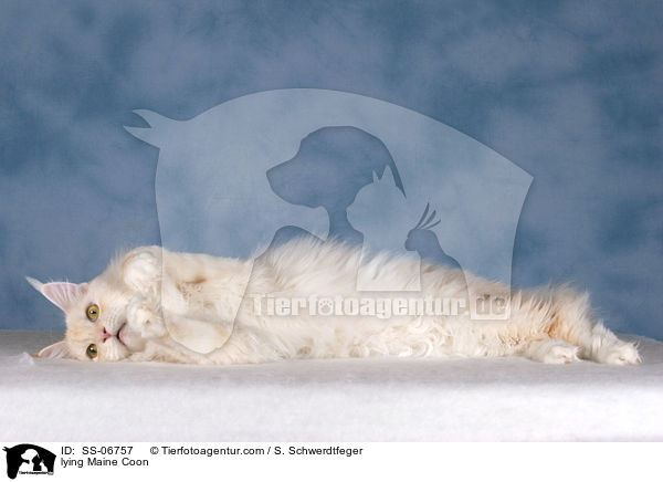liegende Maine Coon / lying Maine Coon / SS-06757