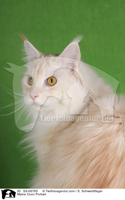 Maine Coon Portrait / Maine Coon Portrait / SS-06765