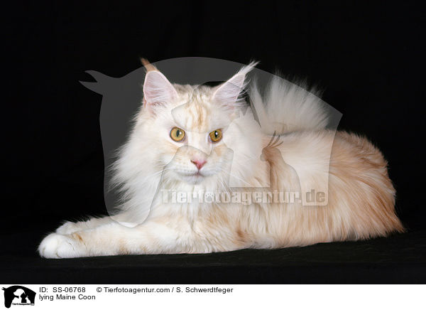 liegende Maine Coon / lying Maine Coon / SS-06768