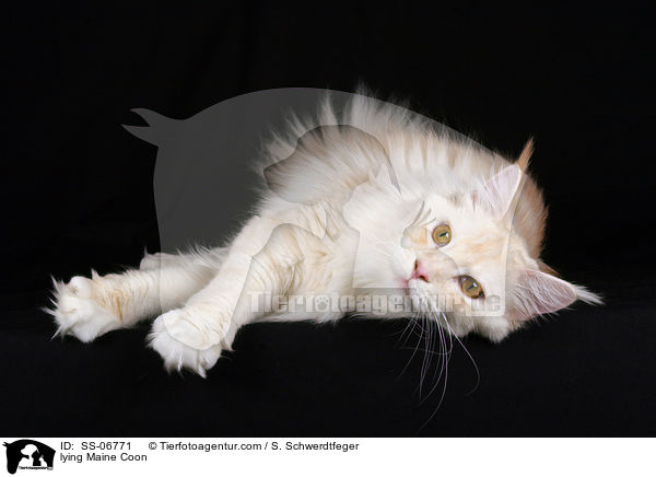 liegende Maine Coon / lying Maine Coon / SS-06771