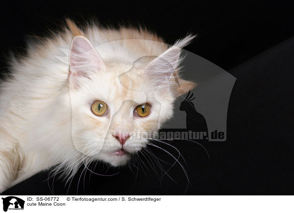 se Maine Coon / cute Maine Coon / SS-06772