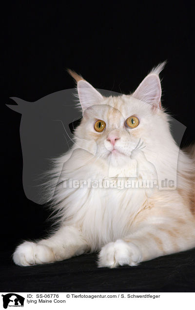 liegende Maine Coon / lying Maine Coon / SS-06776