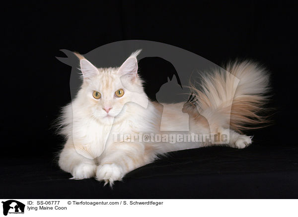 liegende Maine Coon / lying Maine Coon / SS-06777