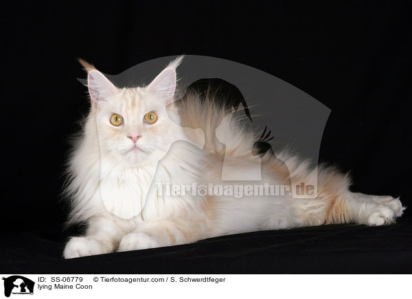 liegende Maine Coon / lying Maine Coon / SS-06779