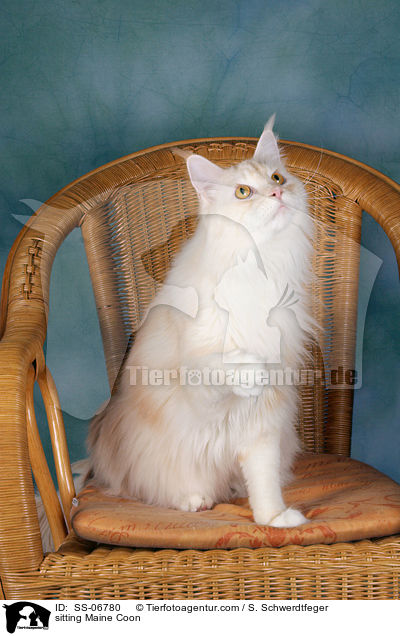 sitzende Maine Coon / sitting Maine Coon / SS-06780