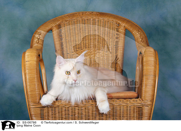 liegende Maine Coon / lying Maine Coon / SS-06786