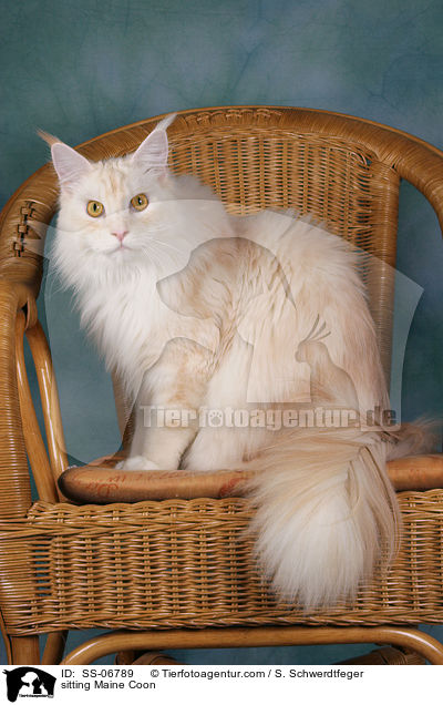 sitzende Maine Coon / sitting Maine Coon / SS-06789