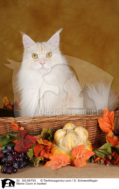 Maine Coon in Krbchen / Maine Coon in basket / SS-06793