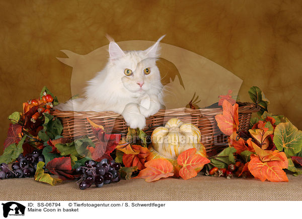 Maine Coon in Krbchen / Maine Coon in basket / SS-06794