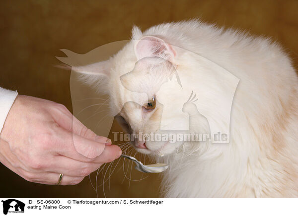 fressende Maine Coon / eating Maine Coon / SS-06800