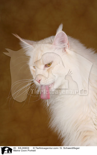 Maine Coon Portrait / Maine Coon Portrait / SS-06804