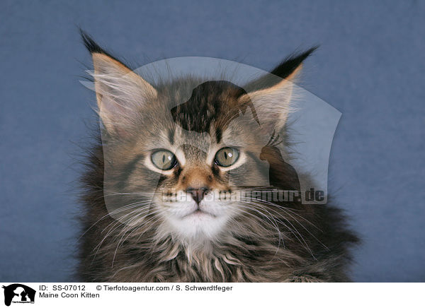 Maine Coon Ktzchen / Maine Coon Kitten / SS-07012