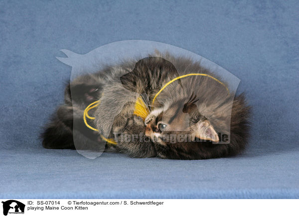 spielendes Maine Coon Ktzchen / playing Maine Coon Kitten / SS-07014