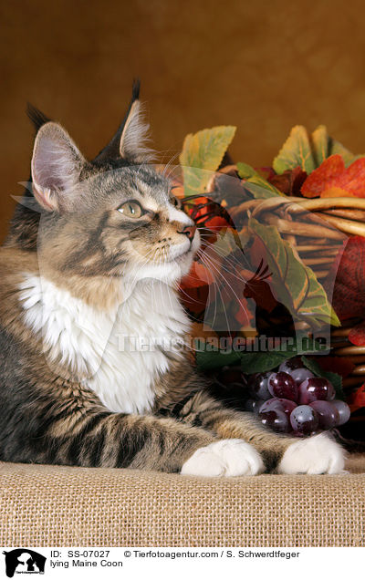 liegende Maine Coon / lying Maine Coon / SS-07027
