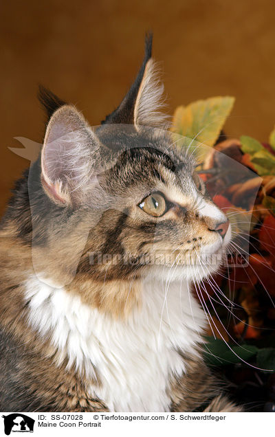 Maine Coon Portrait / Maine Coon Portrait / SS-07028