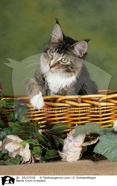 Maine Coon in Krbchen / Maine Coon in basket / SS-07039