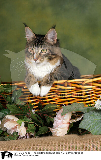 Maine Coon in Krbchen / Maine Coon in basket / SS-07040