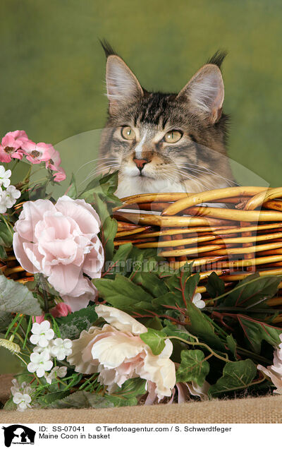 Maine Coon in Krbchen / Maine Coon in basket / SS-07041
