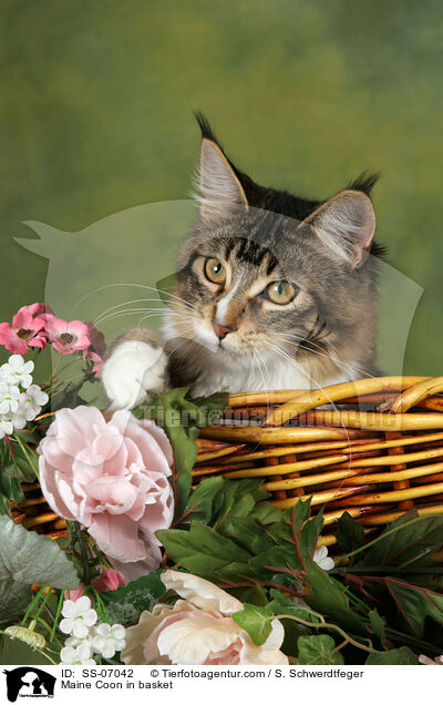 Maine Coon in Krbchen / Maine Coon in basket / SS-07042