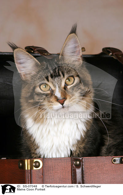 Maine Coon Portrait / Maine Coon Portrait / SS-07048