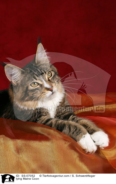 liegende Maine Coon / lying Maine Coon / SS-07052