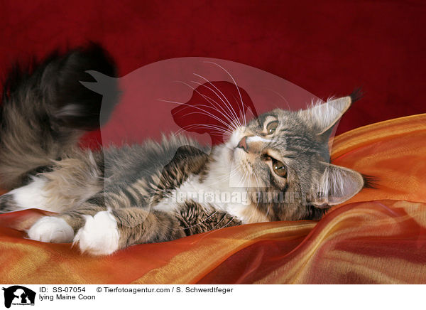 liegende Maine Coon / lying Maine Coon / SS-07054