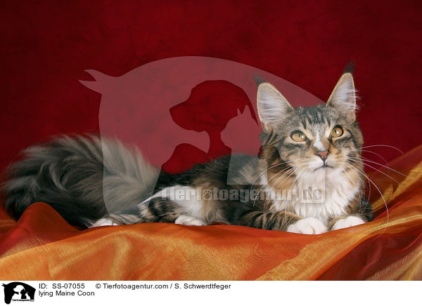 liegende Maine Coon / lying Maine Coon / SS-07055