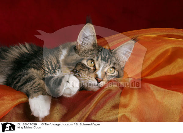 liegende Maine Coon / lying Maine Coon / SS-07056