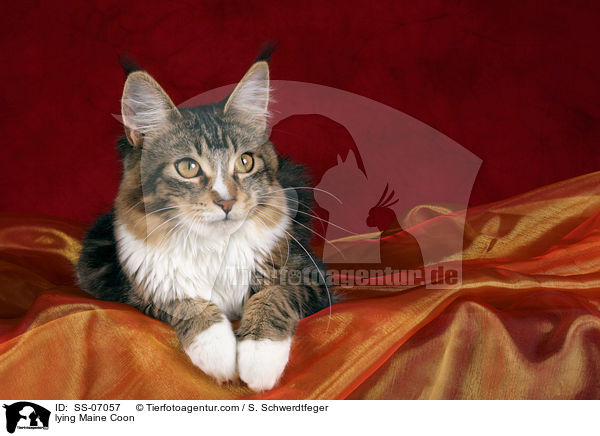 liegende Maine Coon / lying Maine Coon / SS-07057