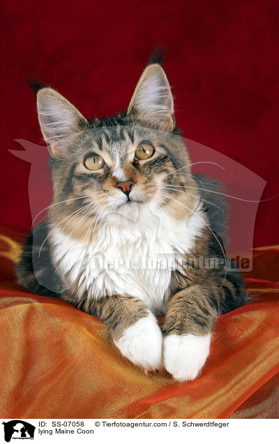 liegende Maine Coon / lying Maine Coon / SS-07058