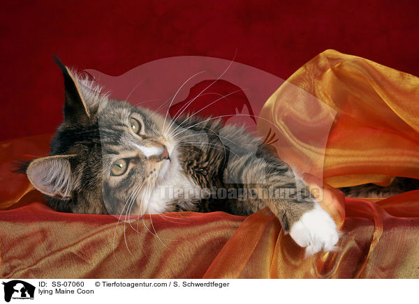 liegende Maine Coon / lying Maine Coon / SS-07060