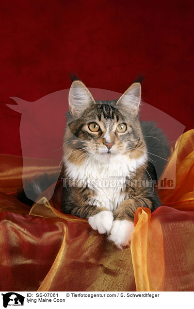 liegende Maine Coon / lying Maine Coon / SS-07061