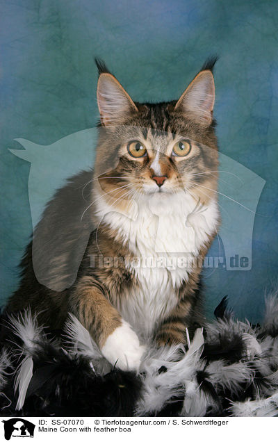 Maine Coon in Federn / Maine Coon with feather boa / SS-07070